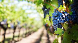 Tremano le cantine senesi, i dazi di Trump minacciano l'export