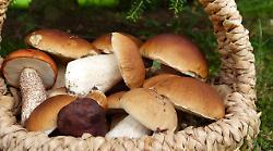 Al via la stagione di porcini e finferli, prime intossicazioni: occhio all'inganno del fungo dell'olivo. I consigli dell'esperto