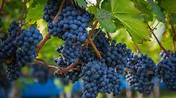 Dazi, per Siena a rischio 282 milioni di export negli Stati Uniti