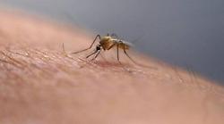 Caso Dengue in provincia di Siena, falso allarme: esclusa la positività