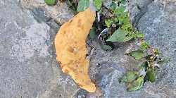 Spugne fritte in Pian dei Mantelini: torna l'allarme