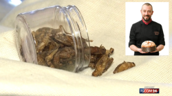 Davide Murro, chi &egrave; l'ideatore del PanCr&igrave;cr&igrave; il nuovo dolce di Natale creato con gli insetti: &egrave; tra i migliori panettoni del 2024