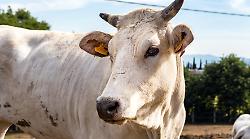 Origini, oggi sabato 28 dicembre su Rai Uno: Cortona, gli etruschi e la chianina