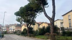 Siena, grave 65enne. Cade dal motorino per le radici dei pini