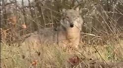 Lupi a Siena: un avvistamento in Massetana. Il video