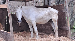 Gandalf il cavallo di Gallena sta recuperando energie