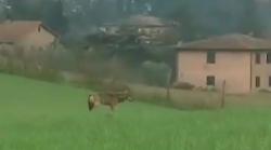 Un lupo passeggia a Siena a poca distanza dal centro. Il video
