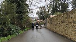 Siena, pianta in strada e viabilit&agrave; interrotta in strada di Malizia