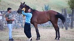 Palio, sono 169 i cavalli iscritti alle visite per l'albo del protocollo equino: la lista