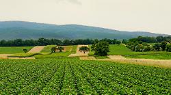 Minaccia dei dazi Usa, i sindacati: "Ammortizzatori sociali straordinari per il settore agricolo"