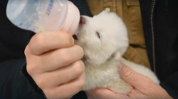 Metalupo: la scienza riporta in vita il predatore di Game of Thrones