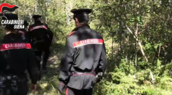 Blitz dei carabinieri senesi nei boschi dello spaccio. Il video