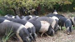 La crisi del maiale di cinta senese: il presidente Nicol&ograve; Savigni cerca le contromisure