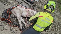 Vigili del fuoco salvano una mucca con il supporto di un elicottero