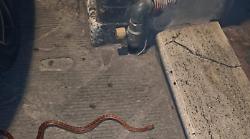 Siena, serpente sulle lastre in pieno centro storico. La paura dei residenti