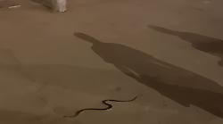 Siena, serpente sul tufo di Piazza del Campo: senesi filmano la scena con il telefonino