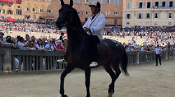 Palio di Siena, ecco le batterie della Tratta