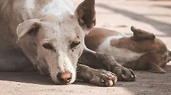 Allarme caldo per cani e gatti: ecco i segnali di disagio, come proteggerli durante l’estate? I consigli dell'esperto