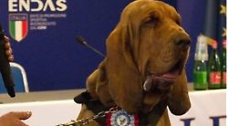 Assassinio del cane eroe Bruno, dolore e sconcerto in tutta Italia. Quanto rischiano i responsabili con la nuova legge, la rabbia della Meloni, cosa ha detto