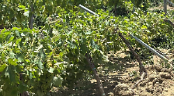La grandine si abbatte sulle vigne. Danni ingenti, a rischio il 50% della produzione: la situazione. I viticoltori: "Siamo preoccupati"