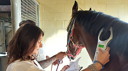 Palio di Siena, il grande impegno dei veterinari dell’Asl Tse