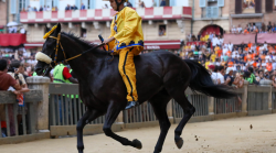 Palio di Siena, il capitano dell'Aquila Duccio Carapelli: "Virgola e Diosu de Campeda, accoppiata che può dire la sua"