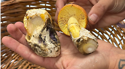 Funghi non controllati: 31 casi di intossicazione nella provincia di Siena nel 2024