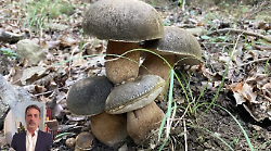 Intossicazione da funghi, nel Senese cadono della trappola i cercatori più “esperti”. L’Asl: “Troppa sicurezza"