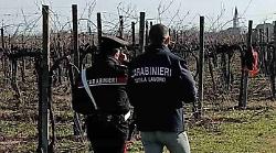 Caporalato e sfruttamento del lavoro agricolo in provincia di Siena, nasce una cabina di regia per contrastare il fenomeno