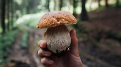 Funghi in Umbria: ecco tutto quello che devi sapere 