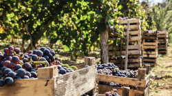 Vendemmia, ispezioni a tappeto dell'ispettorato del lavoro: nero e scarsa sicurezza, sospese due aziende