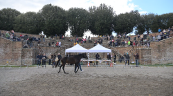 Rassegna anglo-arabi, Siena applaude i puledri: il migliore è di Milani