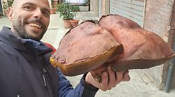 Sull’Amiata trovato un fungo di 2,5 chili 