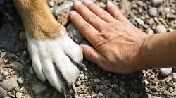 Siena, nasce il Garante degli animali. L’assessore Magi: “Scelta di civiltà”