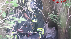 I vigili del fuoco salvano un cane caduto in una buca profonda tre metri