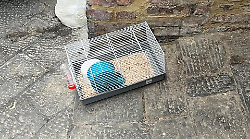 Siena, gesto sconcertante: abbandonata per strada una gabbietta con dentro un criceto morto