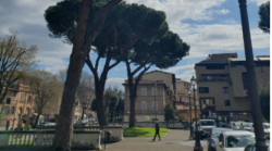 Taglio dei pini in piazza Amendola, &egrave; scontro: cittadini e associazioni diffidano il Comune di Siena