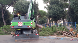 Piazza Amendola, tagliati i pini marittimi. I cittadini protestano