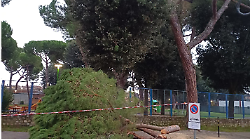 Taglio dei pini in piazza d'Armi: intervengono i carabinieri