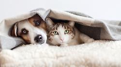 Scelta la garante per la tutela degli animali del Comune: chi &egrave; 