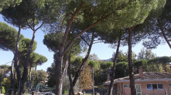 Taglio dei pini al parco Ochino a Siena, sopralluogo dei carabinieri