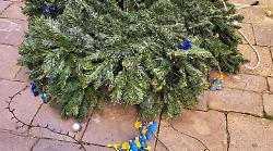 Siena, vandali in azione di notte: danni e furti all'albero di Natale della contrada della Tartuca