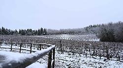 Neve e freddo accolti con fiducia dagli agricoltori. "Effetto toccasana della super nevicata dell&rsquo;Epifania"