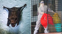 Allarme virus Nipah in India: azienda senese in prima fila con i test sierologici. Sintomi e rischi per la salute