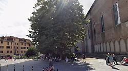 Via il tiglio secolare di San Domenico: sar&agrave; sostituito