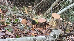 L'associazione ecologista GrIG denuncia: "Ancora tagli boschivi nel Senese"