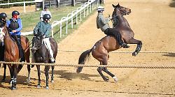Addestramento a Mociano: bene Comancio e Flick, Chiosa Vince &egrave; brillante