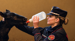Verbena, la cavallina salvata dai carabinieri: la favola a lieto fine nella riserva di Cornocchia