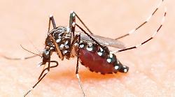 Zanzare e virus sotto la lente
