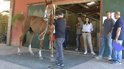 Veterinari e Comune, norme pi&ugrave; stringenti. Anmvi contesta il nuovo codice